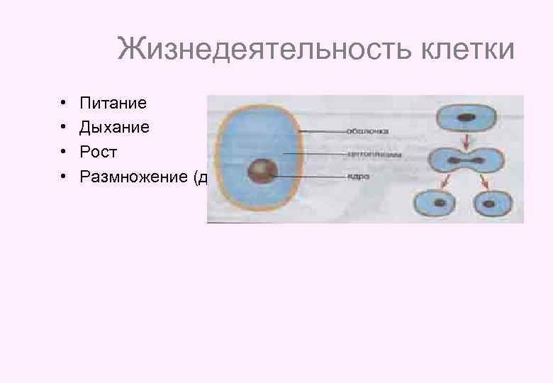 Жизнедеятельность клетки • • Питание Дыхание Рост Размножение (деление) 