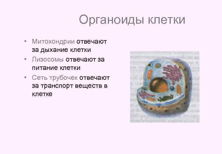 Органоиды клетки • Митохондрии отвечают за дыхание клетки • Лизосомы отвечают за питание клетки