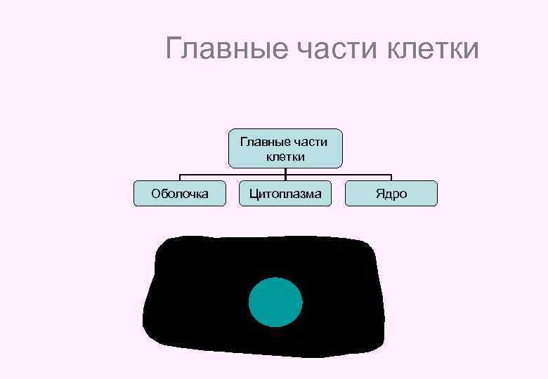 Главные части клетки Оболочка Цитоплазма Ядро 