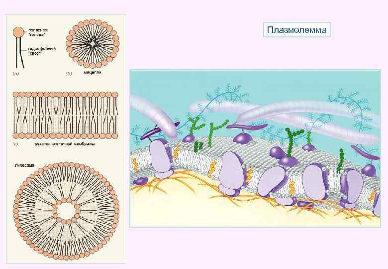 Плазмолемма 