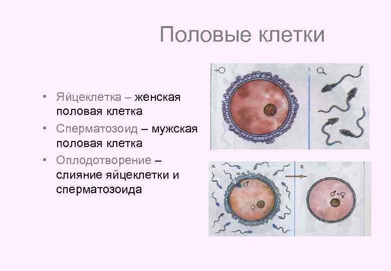 Половые клетки • Яйцеклетка – женская половая клетка • Сперматозоид – мужская половая клетка