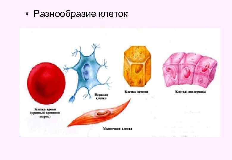  • Разнообразие клеток 