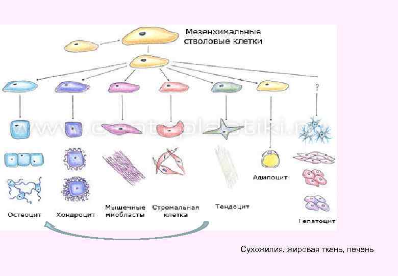 Сухожилия, жировая ткань, печень 