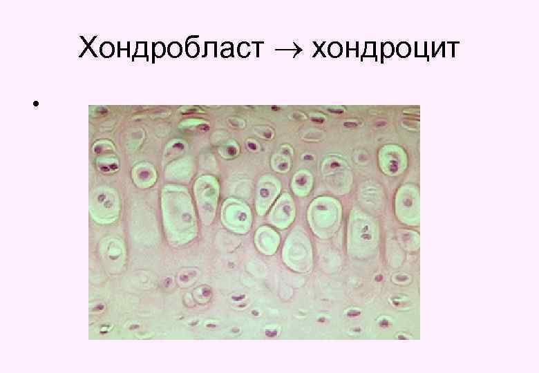Хондробласт хондроцит • 