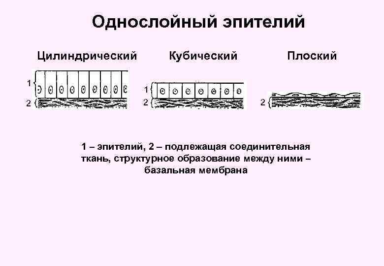 Однослойный эпителий Цилиндрический 1 2 Кубический 1 2 Плоский 2 1 – эпителий, 2