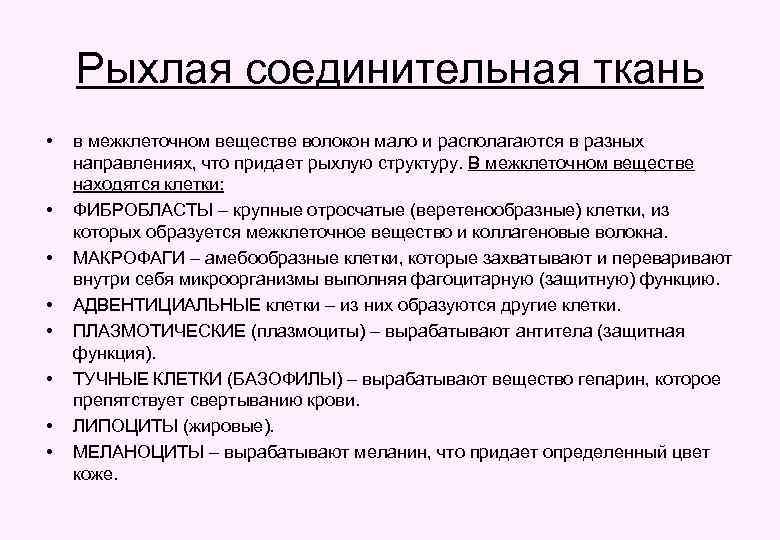 Рыхлая соединительная ткань • • в межклеточном веществе волокон мало и располагаются в разных