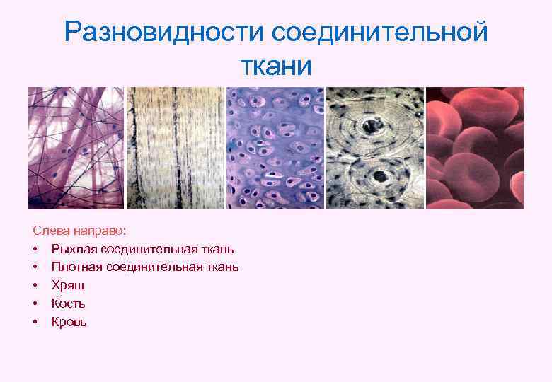 Разновидности соединительной ткани Слева направо: • Рыхлая соединительная ткань • Плотная соединительная ткань •