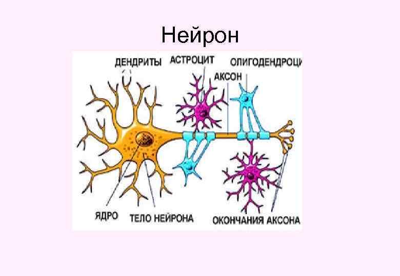 Нейрон 
