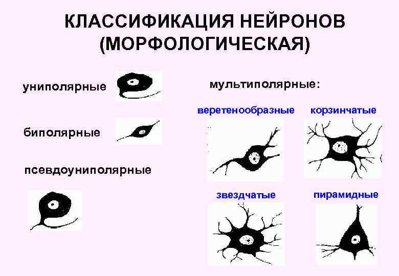 КЛАССИФИКАЦИЯ НЕЙРОНОВ (МОРФОЛОГИЧЕСКАЯ) униполярные мультиполярные: веретенообразные корзинчатые звездчатые пирамидные биполярные псевдоуниполярные 