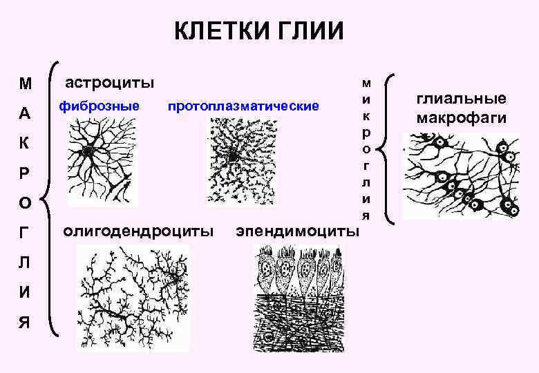 КЛЕТКИ ГЛИИ М А астроциты фиброзные протоплазматические К Р О Г Л И Я