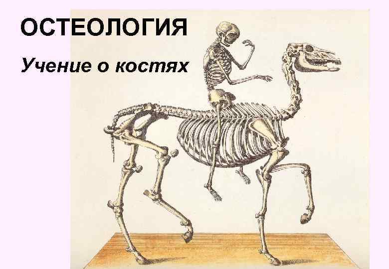 ОСТЕОЛОГИЯ Учение о костях 