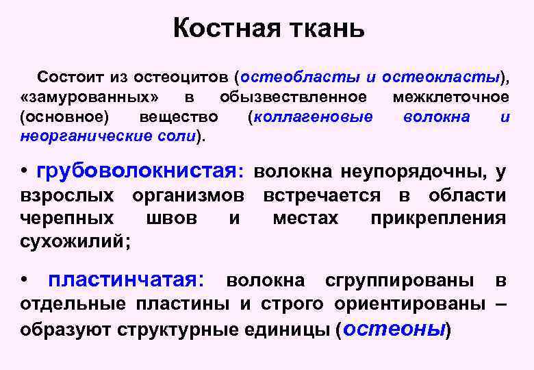 Костная ткань Состоит из остеоцитов (остеобласты и остеокласты), «замурованных» в обызвествленное межклеточное (основное) вещество
