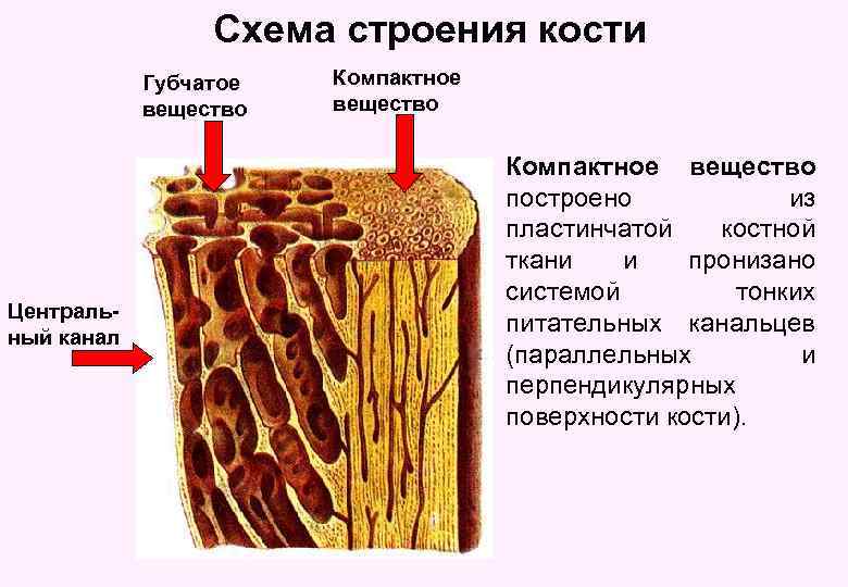 Губчатое вещество кости фото