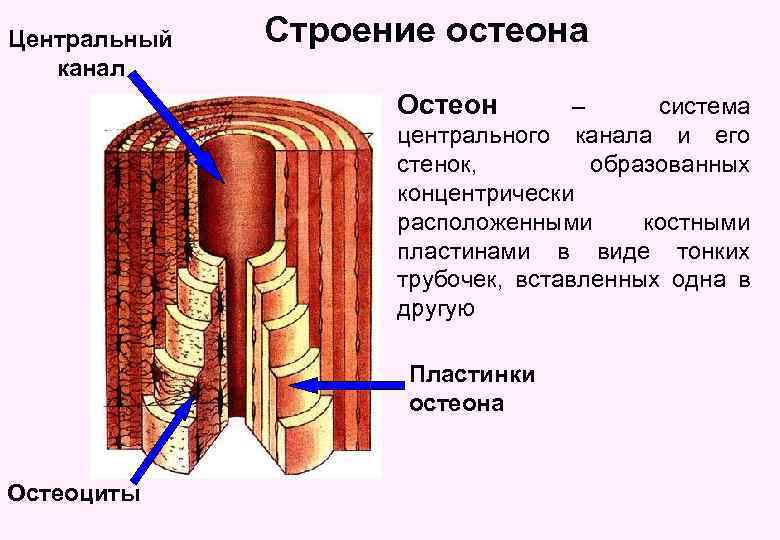 Центральный канал Строение остеона Остеон – система центрального канала и его стенок, образованных концентрически