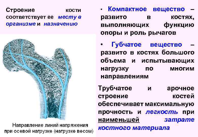 Строение кости соответствует ее месту в организме и назначению Компактное вещество – развито в