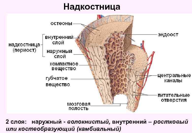Надкостница 2 слоя: наружный - волокнистый, внутренний – ростковый или костеобразующий (камбиальный) 