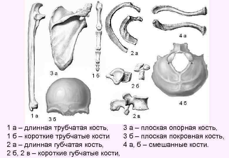 1 а – длинная трубчатая кость, 3 а – плоская опорная кость, 1 б