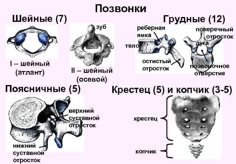 Позвонки Шейные (7) зуб Грудные (12) реберная ямка тело I – шейный (атлант) II