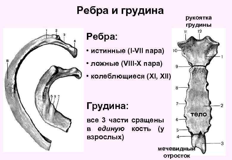 Ребра и грудина рукоятка грудины Ребра: • истинные (I-VII пара) • ложные (VIII-X пара)