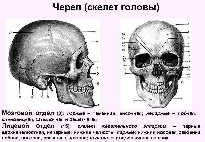 Череп (скелет головы) Мозговой отдел (8): парные – теменная, височная; непарные – лобная, клиновидная,