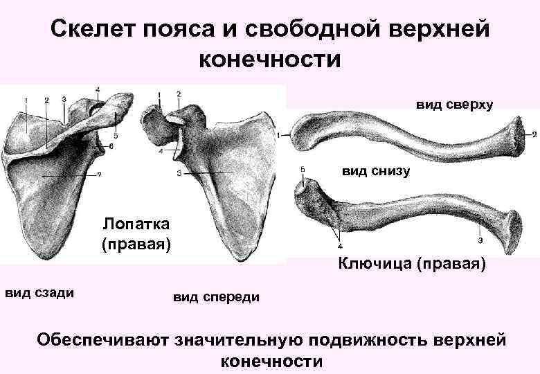 Скелет пояса и свободной верхней конечности вид сверху вид снизу Лопатка (правая) Ключица (правая)