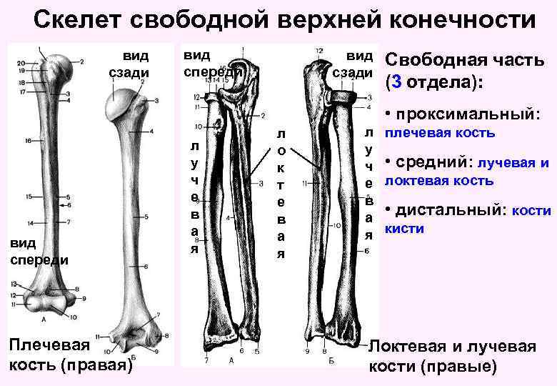 Скелет свободной верхней конечности вид сзади вид спереди вид сзади Свободная часть (3 отдела):