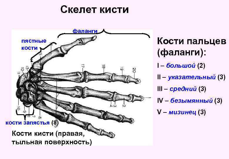 Скелет кисти фаланги пястные кости Кости пальцев (фаланги): I – большой (2) II –