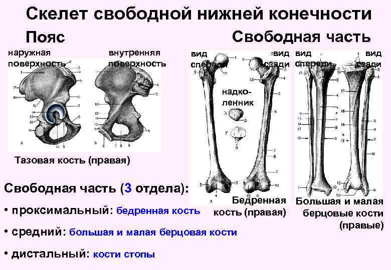 Скелет свободной нижней конечности Свободная часть Пояс наружная поверхность внутренняя поверхность вид спереди вид