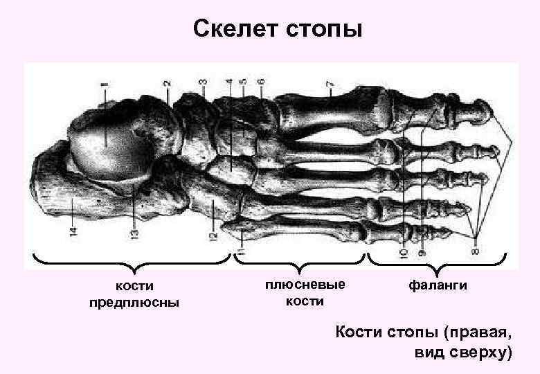Скелет стопы кости предплюсны плюсневые кости фаланги Кости стопы (правая, вид сверху) 