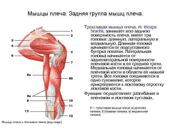 Мышцы плеча. Задняя группа мышц плеча. Трехглавая мышца плеча, m. triceps brachii, занимает всю