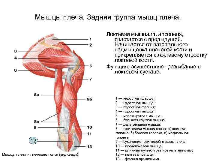 Мышцы плеча. Задняя группа мышц плеча. Локтевая мышца, m. anconeus, срастается с предыдущей. Начинается