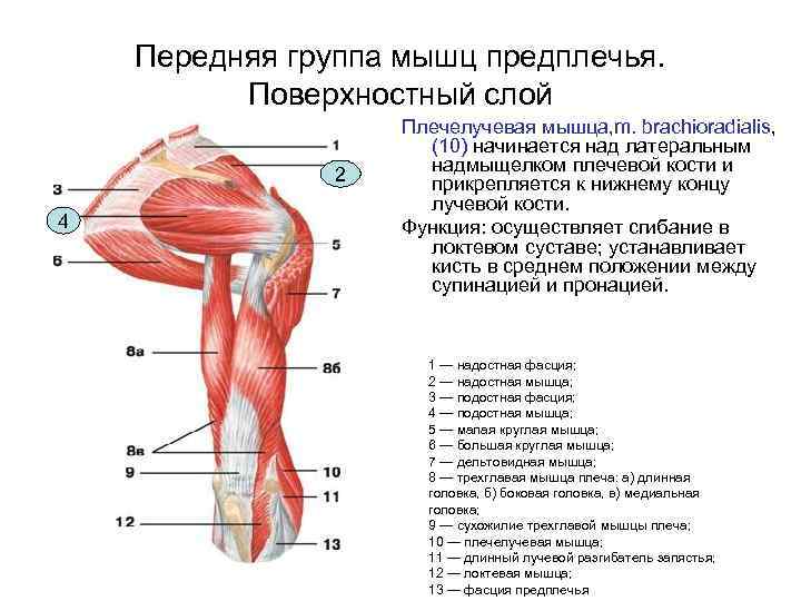 Передняя группа мышц предплечья. Поверхностный слой 2 4 Плечелучевая мышца, m. brachioradialis, (10) начинается