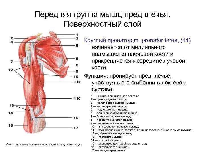 Круглый пронатор фото