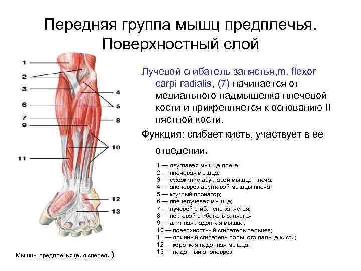 Передняя группа мышц предплечья. Поверхностный слой Лучевой сгибатель запястья, m. flexor carpi radialis, (7)