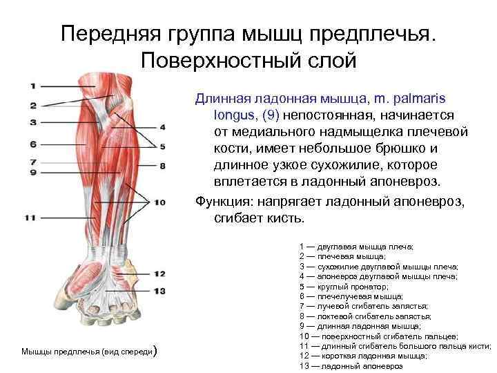 Передняя группа мышц предплечья. Поверхностный слой Длинная ладонная мышца, m. palmaris longus, (9) непостоянная,