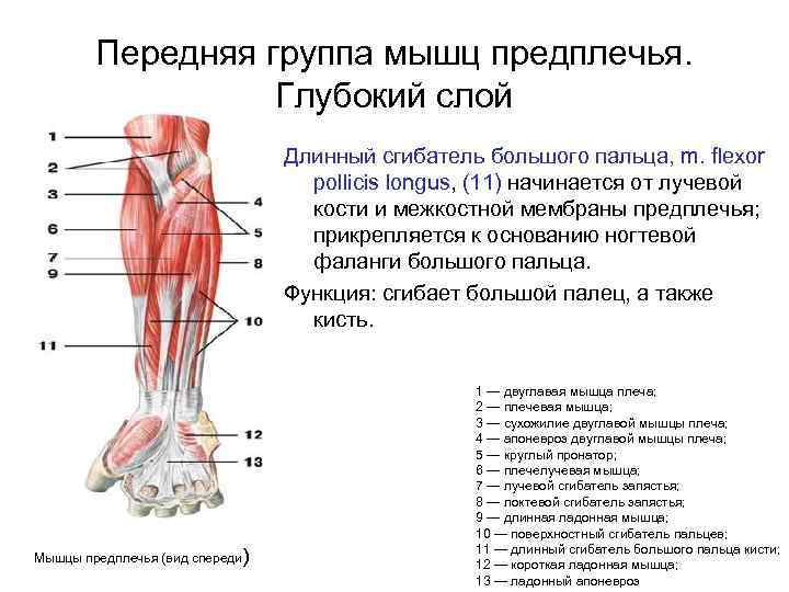 Передняя группа мышц предплечья. Глубокий слой Длинный сгибатель большого пальца, m. flexor pollicis longus,