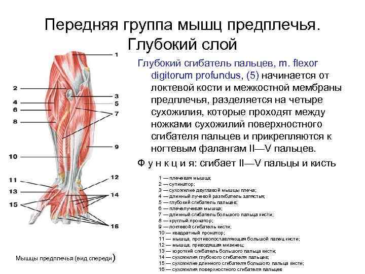 Передняя группа мышц предплечья. Глубокий слой Глубокий сгибатель пальцев, m. flexor digitorum profundus, (5)