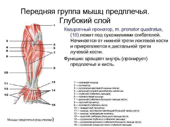 Передняя группа мышц предплечья. Глубокий слой Квадратный пронатор, m. pronator quadratus, (10) лежит под