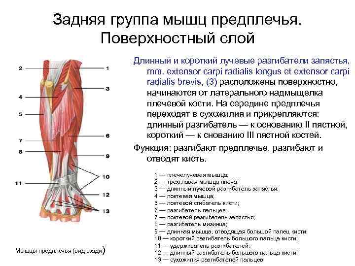 Задняя группа мышц предплечья. Поверхностный слой Длинный и короткий лучевые разгибатели запястья, mm. extensor