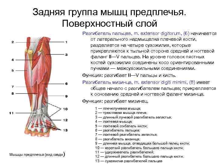 Задняя группа мышц предплечья. Поверхностный слой Разгибатель пальцев, m. extensor digitorum, (6) начинается от