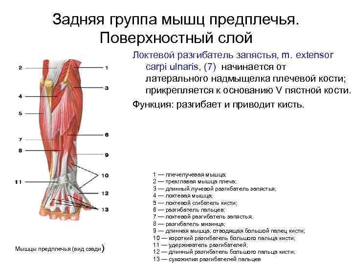 Задняя группа мышц предплечья. Поверхностный слой Локтевой разгибатель запястья, m. extensor carpi ulnaris, (7)
