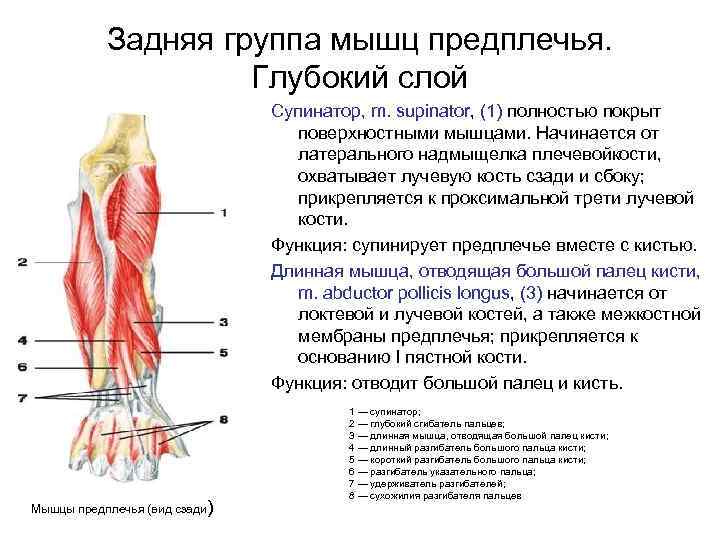 Задняя группа мышц предплечья. Глубокий слой Супинатор, m. supinator, (1) полностью покрыт поверхностными мышцами.