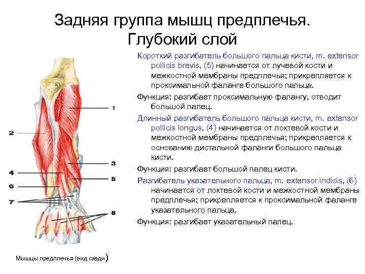 Задняя группа мышц предплечья. Глубокий слой Короткий разгибатель большого пальца кисти, m. extensor pollicis