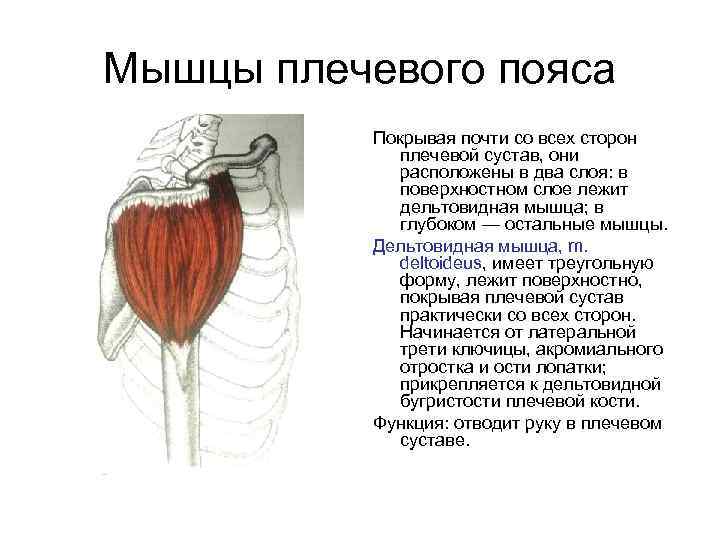 Мышцы плечевого пояса Покрывая почти со всех сторон плечевой сустав, они расположены в два