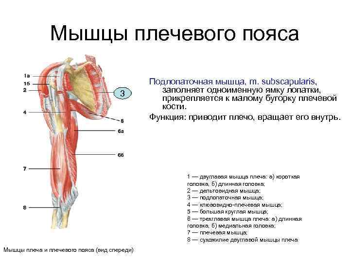 Мышцы плечевого пояса анатомия картинки