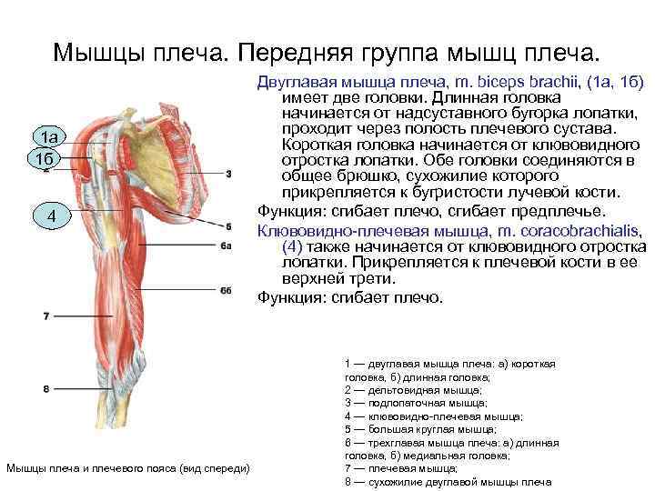 Подостная мышца плеча фото