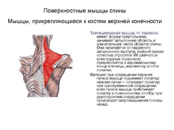 Широчайшая мышца спины прикрепляется