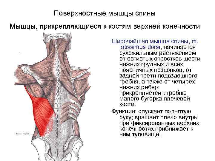 Мышца прикрепление функции. Широчайшие мышцы спины функции. Широчайшая мышца спины функции прикрепления. Широчайшая мышца спины крепление. Широчайшая мышца спины сбоку.