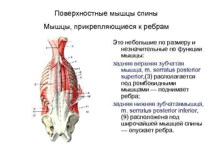 Широчайшая мышца спины прикрепляется