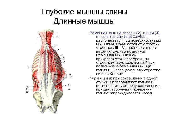 Глубокие мышцы спины